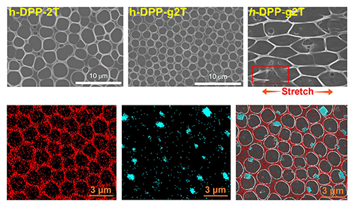 Stretchable Organic Transistors For Biomedical Applications | Advanced ...